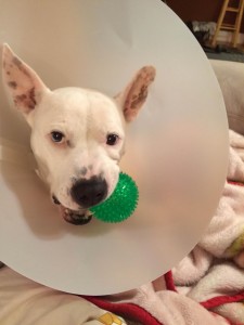 Pinky after her first surgery