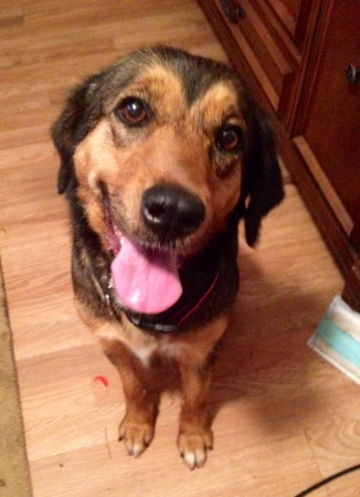 Sadie is a female GSD mix and available for adoption.