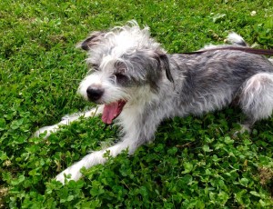 10541932_362766093880131_2153428436969635053_n