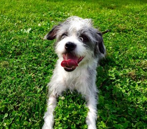 1069187_362766037213470_7625057498655768986_n