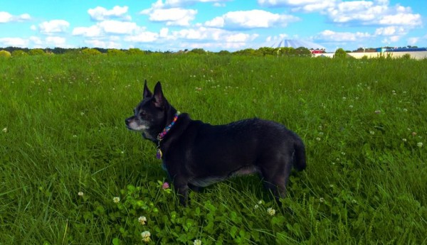 Lady is a pug-mixed wonderful sweetheart!