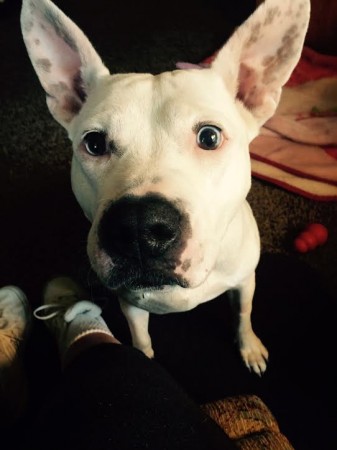 Pinky hanging by her Foster Grandma a couple of days after her last surgery.
