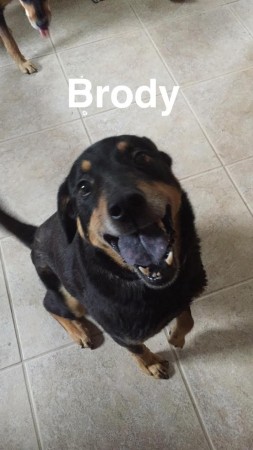 brody1