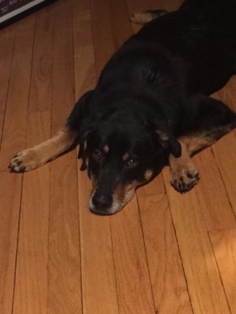 brody3