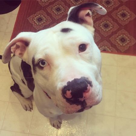 louie3